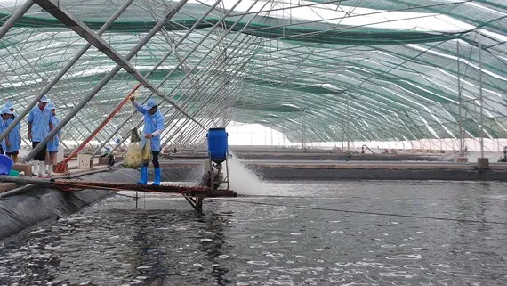 Bạc Liêu đang là địa phương đi đầu ứng dụng công nghệ cao vào nuôi tôm
