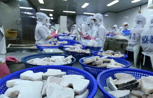 Dây chuyền chế biến cá ngừ đại dương đông lạnh xuất khẩu tại nhà máy của Công ty Cổ phần Thủy sản Bình Định. (Ảnh: Vũ Sinh/TTXVN)