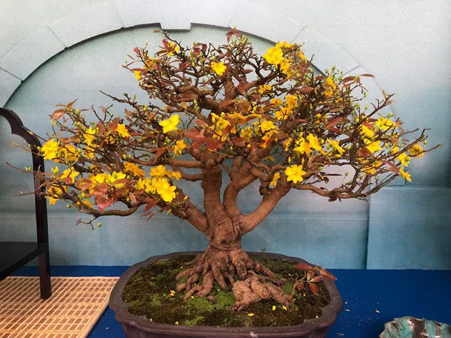 Chiêm ngưỡng nghệ thuật Bonsai và Suiseki ảnh 1
