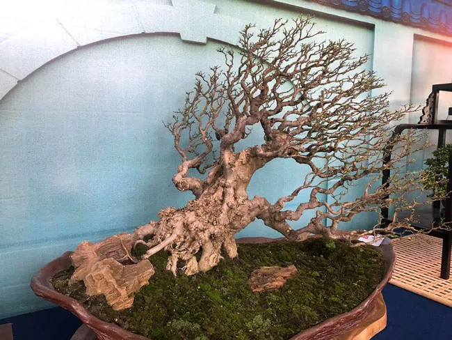 Chiêm ngưỡng nghệ thuật Bonsai và Suiseki ảnh 2