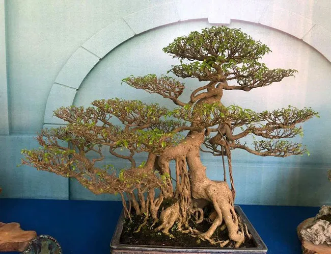 Chiêm ngưỡng nghệ thuật Bonsai và Suiseki ảnh 3