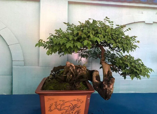Chiêm ngưỡng nghệ thuật Bonsai và Suiseki ảnh 4