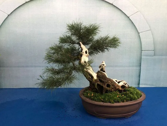 Chiêm ngưỡng nghệ thuật Bonsai và Suiseki ảnh 5