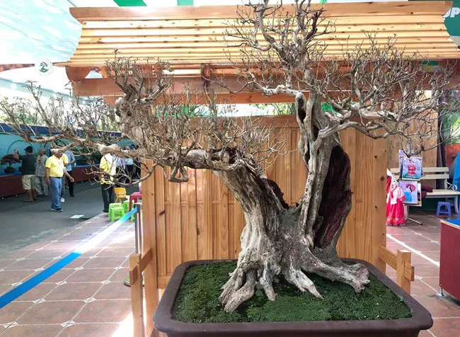 Chiêm ngưỡng nghệ thuật Bonsai và Suiseki ảnh 6