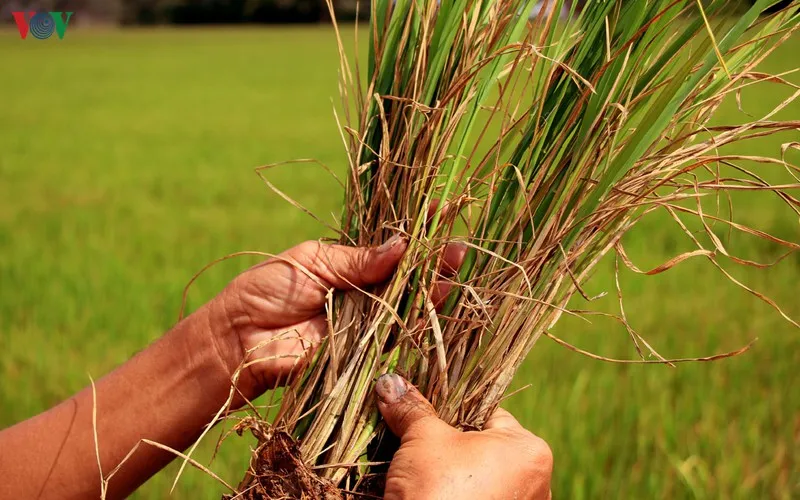 Sản xuất lúa đang đối diện với những khó khăn.