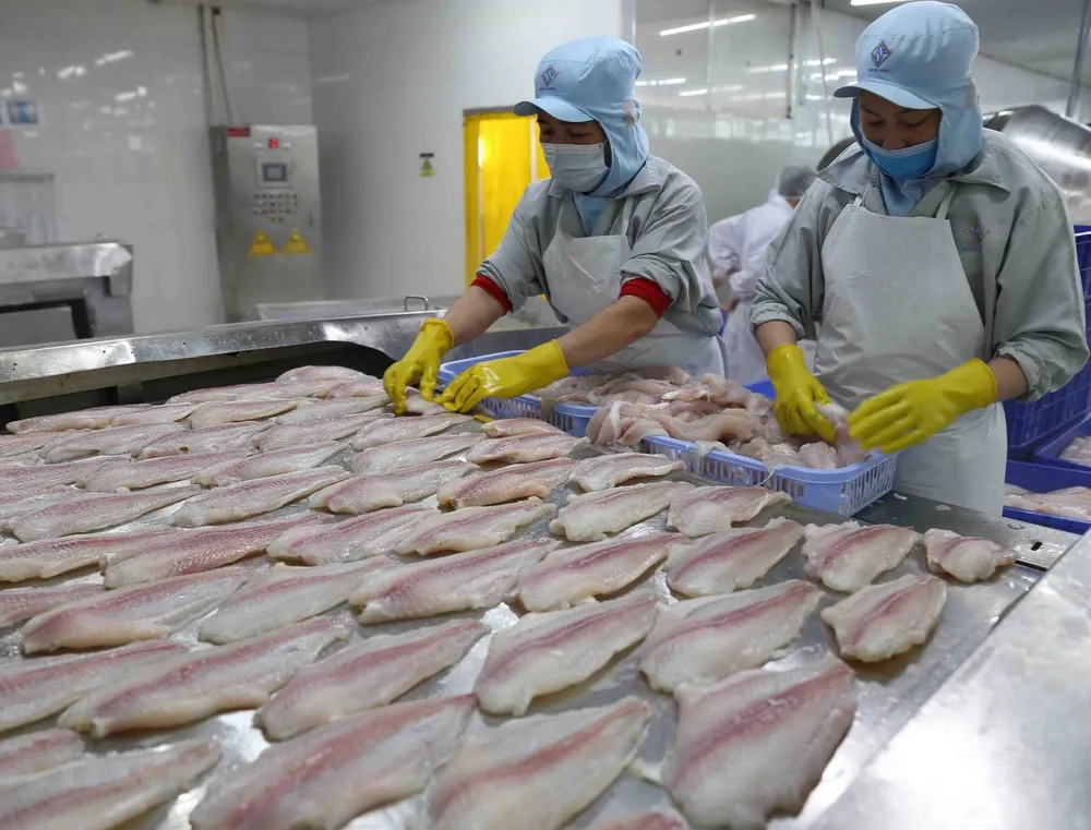 Cấp đông sản phẩm cá tra xuất khẩu tại nhà máy của Công ty TNHH Công nghiệp Thủy sản Miền Nam tại khu Công nghiệp Trà Nóc, thành phố Cần Thơ. (Ảnh: Vũ Sinh/TTXVN)