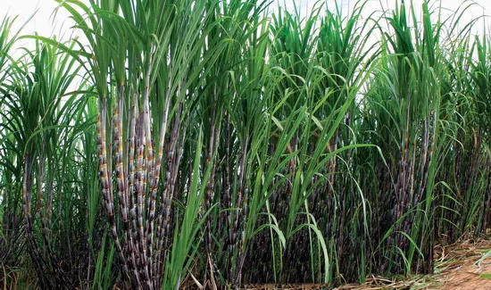 Úc tăng cường nhập khẩu rỉ mật từ Việt Nam để khắc phục hạn hán