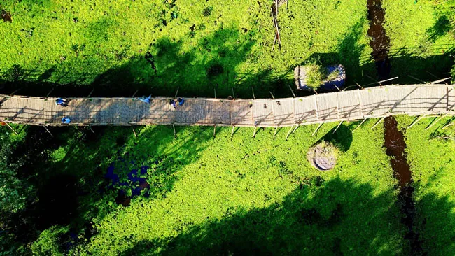 Kiệt tác giữa rừng ảnh 1