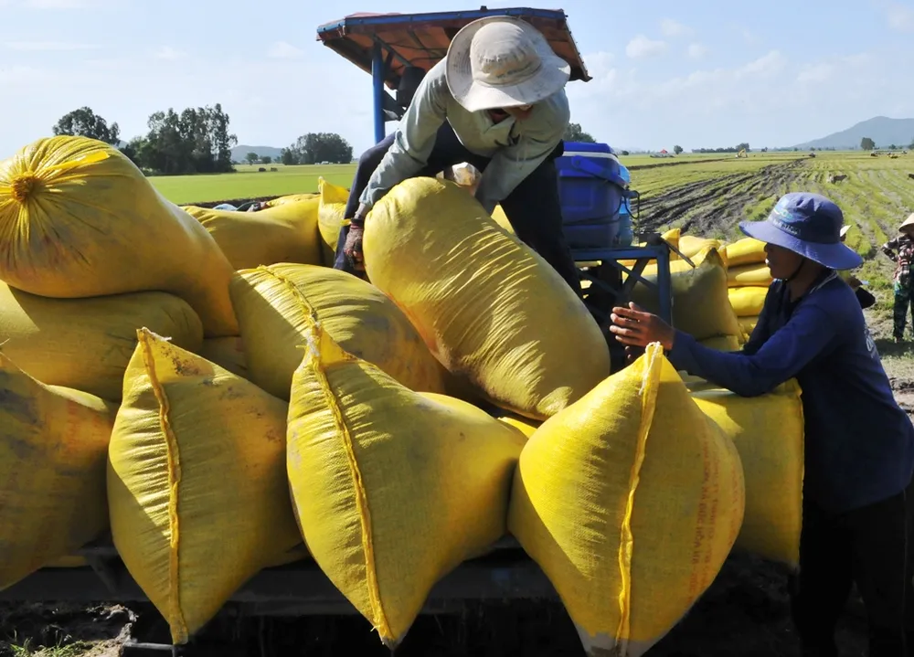 Thu hoạch lúa ở ĐBSCL, được mùa được giá