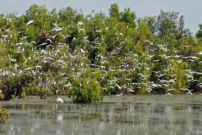 Thịnh vượng Trà Sư ngày trở lại ảnh 4