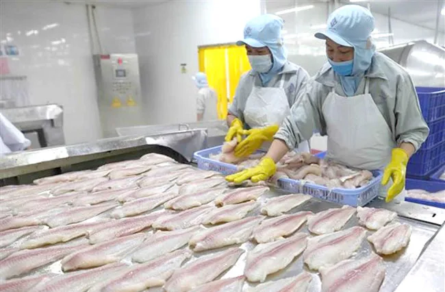 Chế biến cá tra xuất khẩu tại nhà máy của Tập đoàn Sao Mai (tỉnh An Giang). (Ảnh: Vũ Sinh/TTXVN)