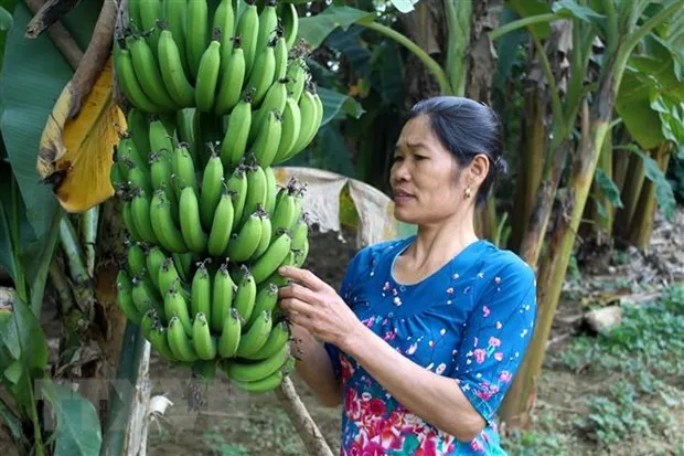 Khac phuc su dut gay cua chuoi san xuat, phat trien ben vung lau dai hinh anh 1