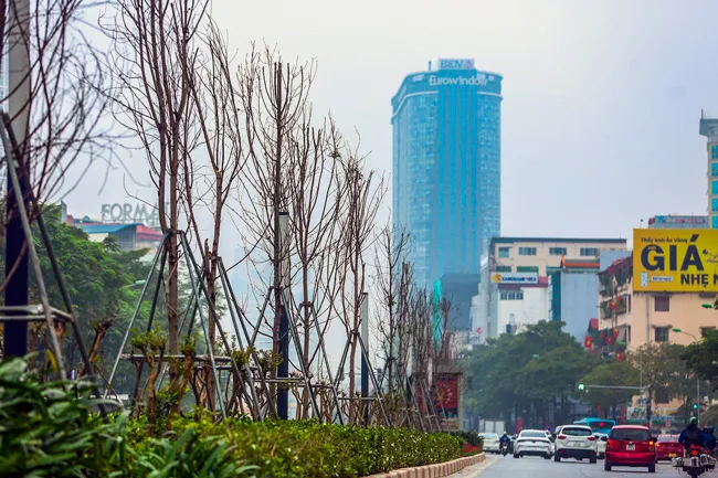 Từ chuyện cây phong cần chuẩn hóa quy trình ra quyết định ảnh 2