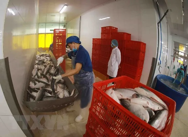 Dich COVID-19: Hop tac cung ung hang thuy san cho xuat khau hinh anh 1