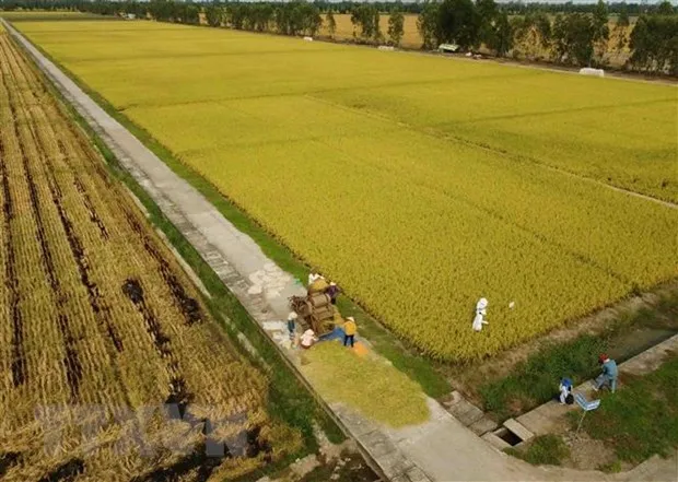 Lam sao de duong di cua lua gao o DBSCL bot 'nhoc nhan'? hinh anh 2