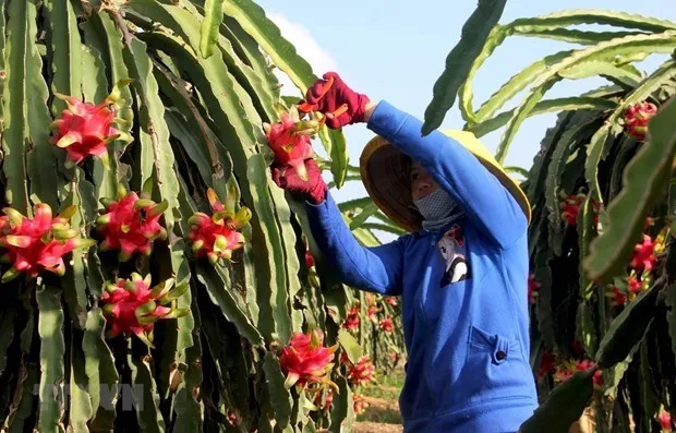 Thi truong EU van con nhieu du dia cho trai cay Viet Nam hinh anh 1