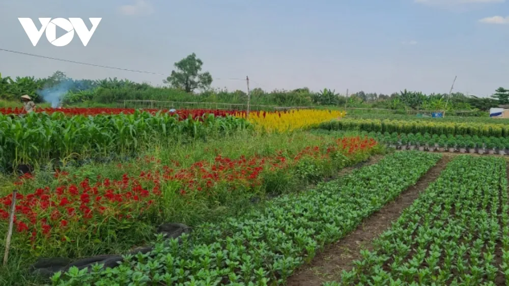 Đồng hoa kiểng tại phường An Thới, quận 12 trồng nhiều loại hoa đa dạng, chất lượng, giá cả hợp lý. (Ảnh: Hoàng Minh)