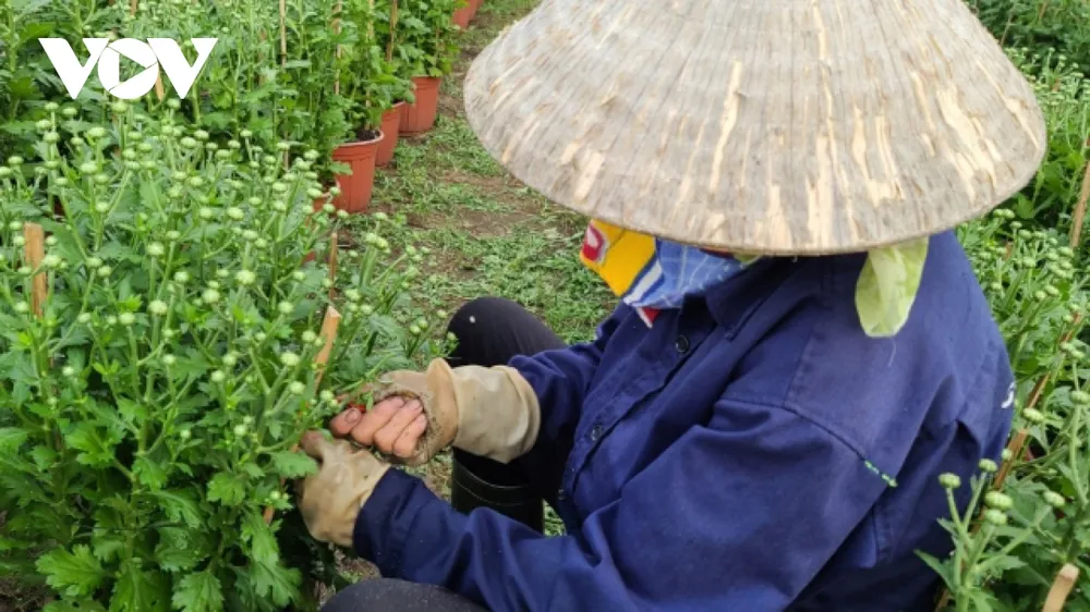 Sức tiêu thụ cây kiểng trưng Tết chậm ảnh 1