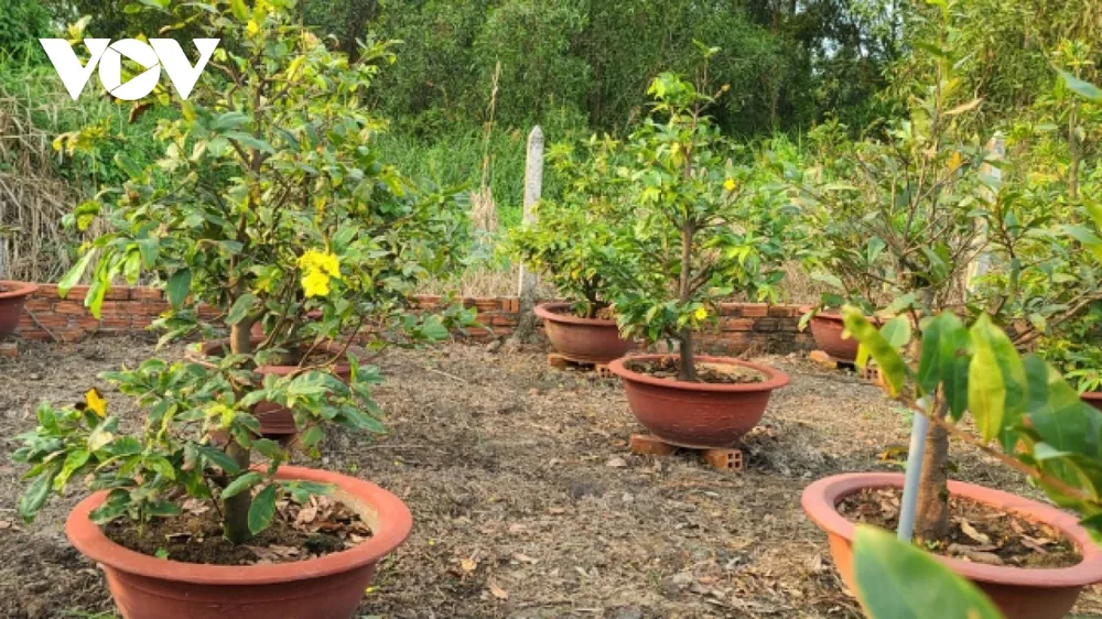 Sức tiêu thụ cây kiểng trưng Tết chậm ảnh 4