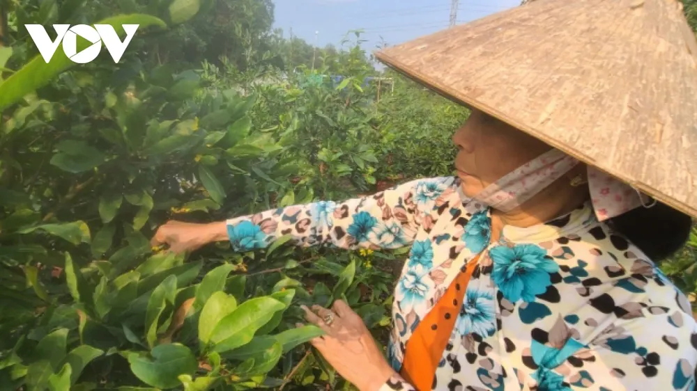 Sức tiêu thụ cây kiểng trưng Tết chậm ảnh 5