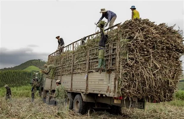 Tinh trang tranh mua mia nguyen lieu o Gia Lai: Den hen lai len hinh anh 2