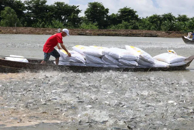 Cá tra Việt Nam tiếp tục quẫy đuôi du lịch ảnh 4