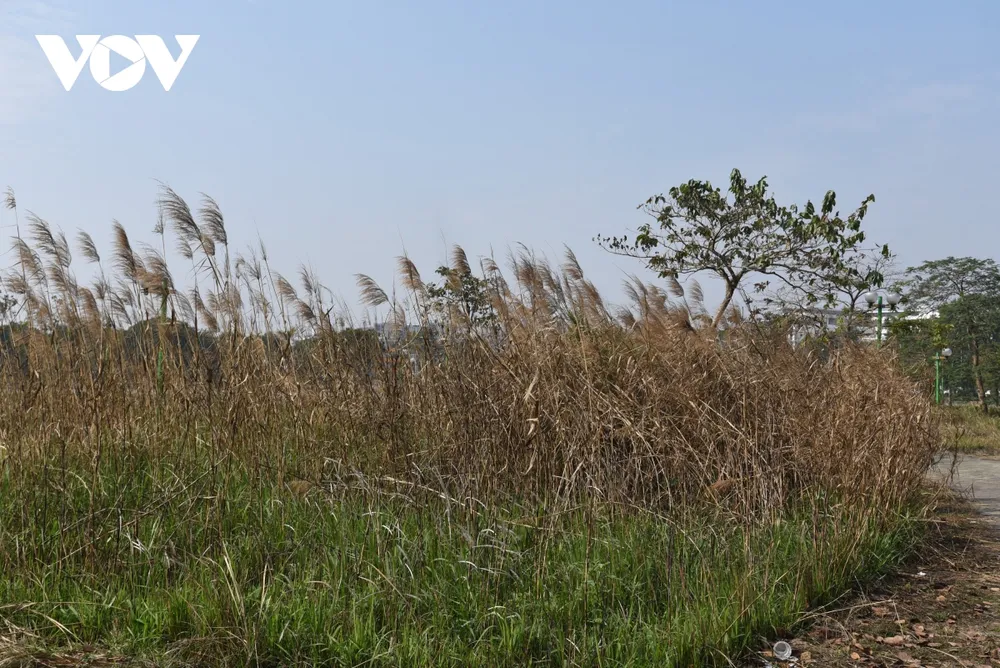 Công viên ở Hà Nội bị bỏ hoang, xuống cấp biến thành vườn rau giữa khu đô thị Việt Hưng ảnh 10