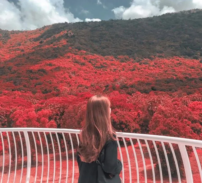 Xuân về trên đỉnh Phù Vân miền Tây ảnh 2