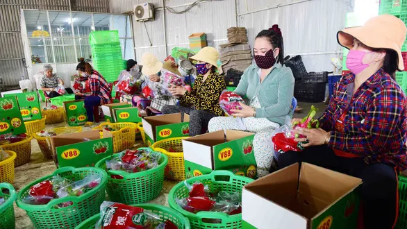 Đóng gói thanh long xuất khẩu sang Trung Quốc tại huyện Châu Thành, tỉnh Long An - Ảnh: QUANG ĐỊNH