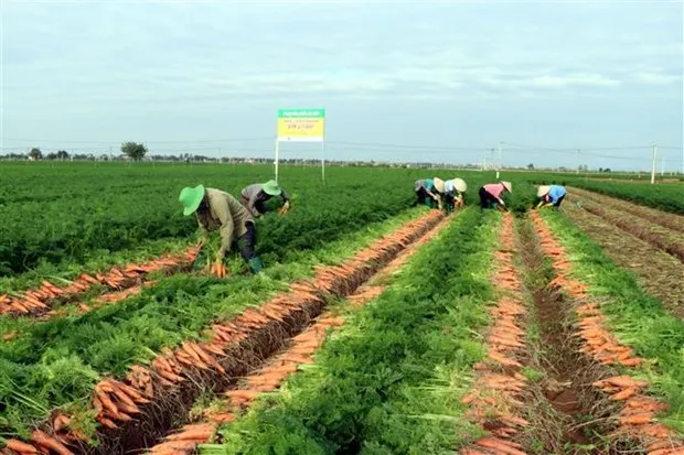 Tai dinh hinh chuoi cung ung toan cau: Cung co vi the cua Viet Nam hinh anh 3
