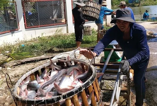 Nganh ca tra lo thieu nguyen lieu che bien xuat khau hinh anh 2