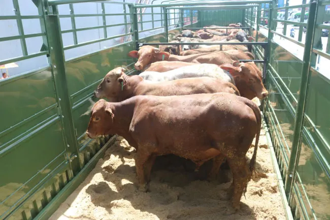 Thilogi cung ứng dịch vụ vận chuyển gia súc chuyên nghiệp ảnh 1