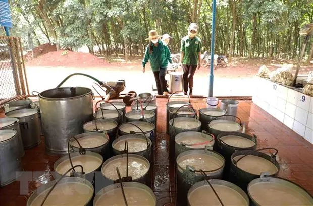 Tập kết mủ cao su nước để đưa về nhà máy sản xuất. (Ảnh: Vũ Sinh/TTXVN)