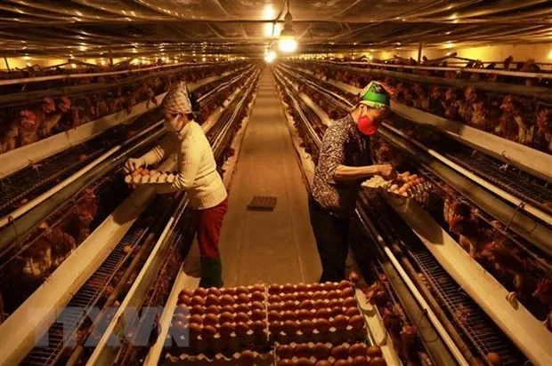 TP.HCM: Nguoi chan nuoi can trong tai dan phuc vu Tet Quy Mao hinh anh 2