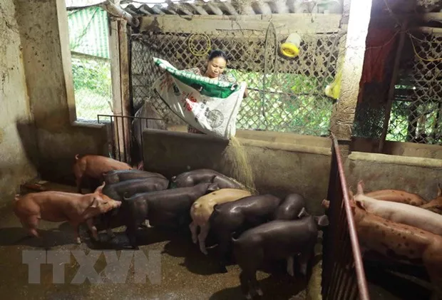 Mô hình chăn nuôi lợn thương phẩm quy mô nông hộ. (Ảnh: Vũ Sinh/TTXVN)