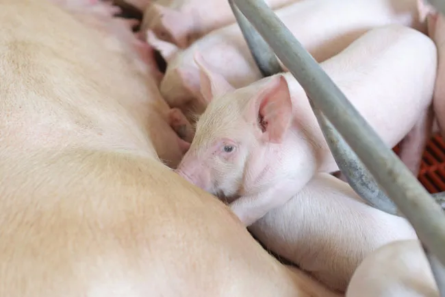 Nova Consumer nhận tài trợ vốn 17,5 triệu USD từ quỹ DEG thuộc Ngân hàng Tái thiết Đức ảnh 1