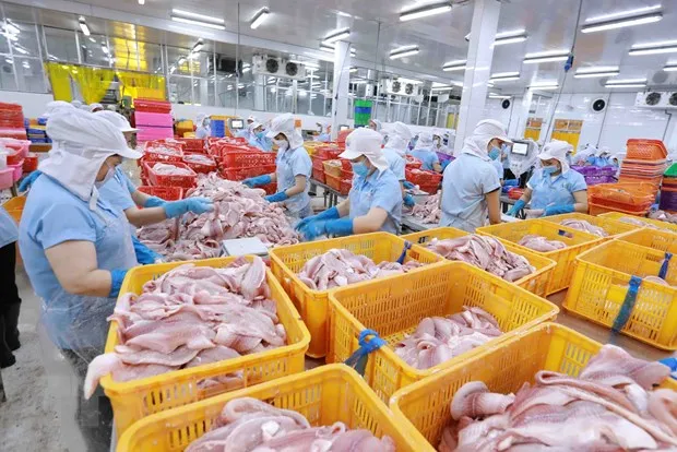 Mặt hàng cá tra là một trong 11 loại nông sản xuất khẩu đạt hơn 1 tỷ USD trong năm 2022. (Ảnh: Vũ Sinh/TTXVN)