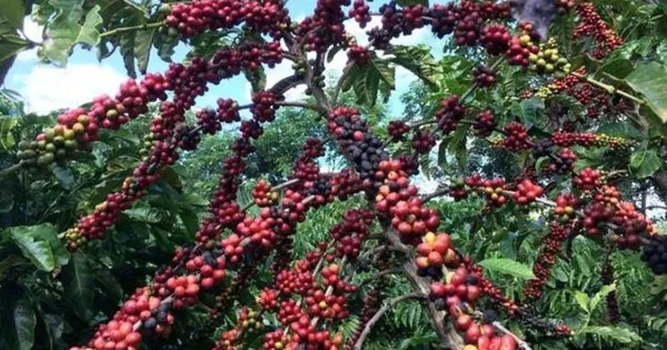 Ngành cà-phê nâng cao năng lực cạnh tranh