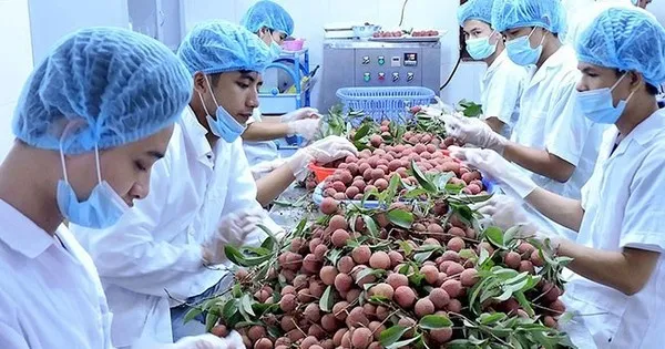 Sức ép "Tăng trưởng xanh" với xuất khẩu nông sản vào EU