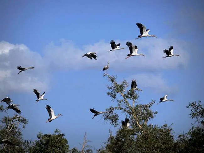 Đủ trưởng thành để tung cánh bay cao như đàn thiên điểu quí ở Trà Sư Đủ trưởng thành để tung cánh bay cao như đàn thiên điểu quí ở Trà Sư