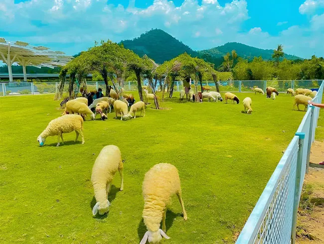 Lạc vào đồng cỏ xanh…