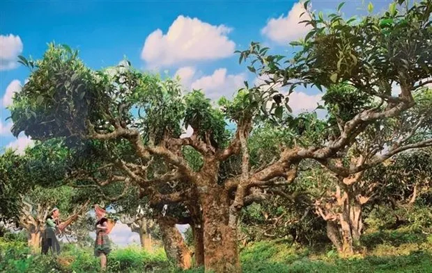 Suối Giàng là nơi hội tụ của quần thể với hơn 40.000 cây chè Shan tuyết, được công nhận là Cây di sản Việt Nam. (Ảnh: TTXVN phát)