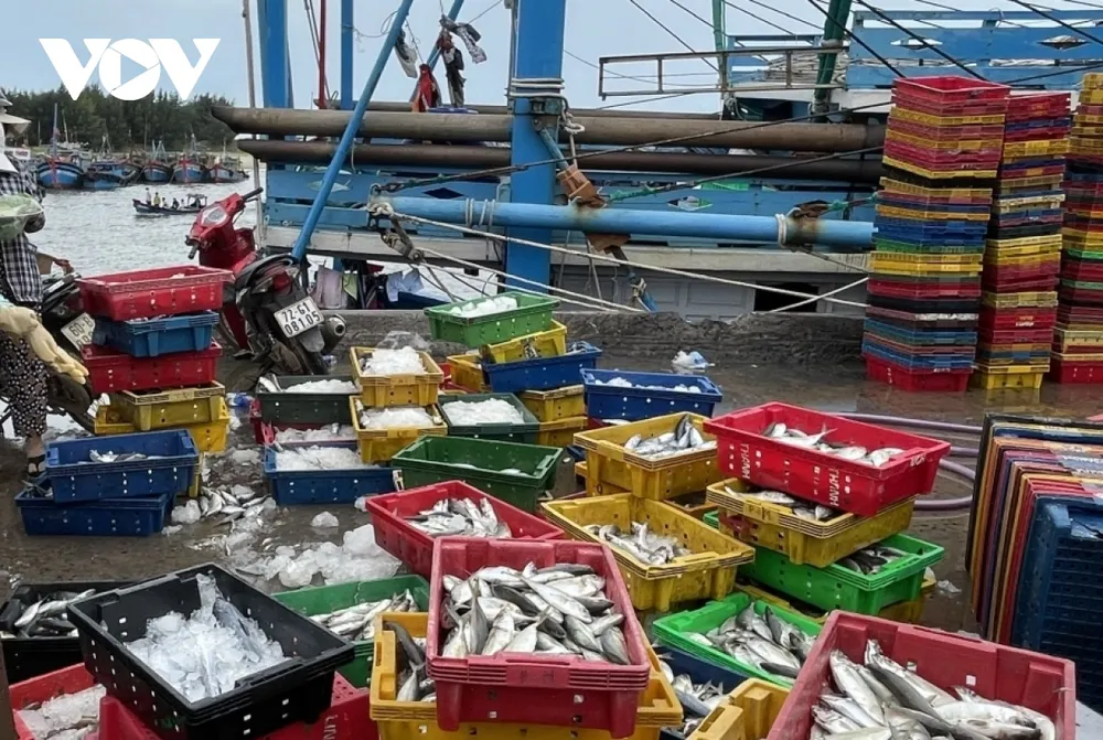 Nguyên liệu chế biến hải sản khan hiếm do ảnh hưởng mùa vụ, ghe tàu nằm bờ. (Ảnh: Gia Khang) 