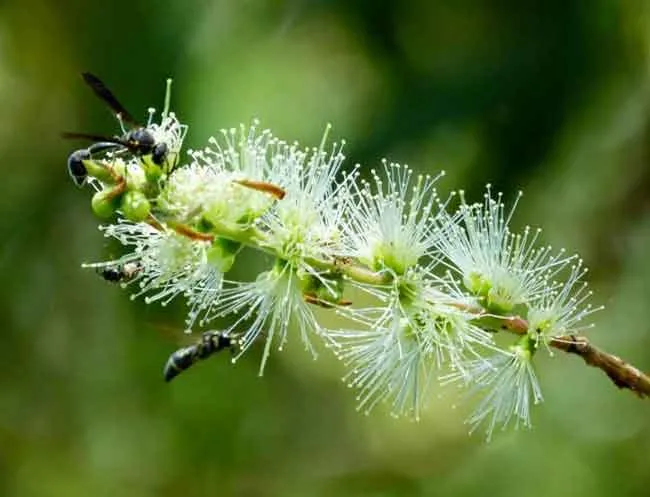 Hoa tràm thuần khiết