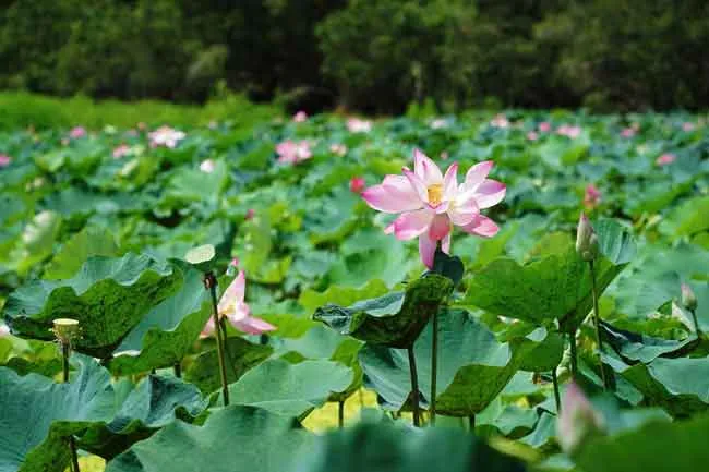 Sắc hồng sen nõn nà buổi sớm mai