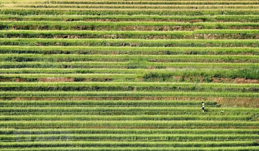 Những nếp ruộng bậc thang đều tăm tắp như một bức tranh kiệt tác của con người với thiên nhiên. (Ảnh: Nhật Anh/TTXVN)