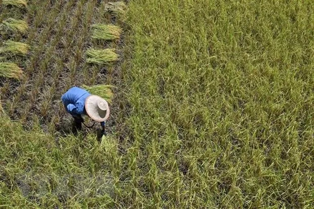 Nông dân gặt lúa trên cánh đồng tại tỉnh Ayutthaya, Thái Lan. (Ảnh: AFP/TTXVN)