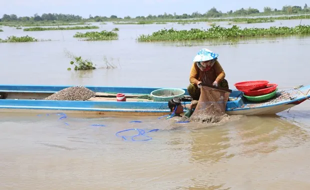 Người dân đánh bắt thủy sản trên cánh đồng ngập lũ thuộc xã Vĩnh Hội Đông, huyện An Phú, tỉnh An Giang. (Ảnh: Công Mạo/TTXVN)