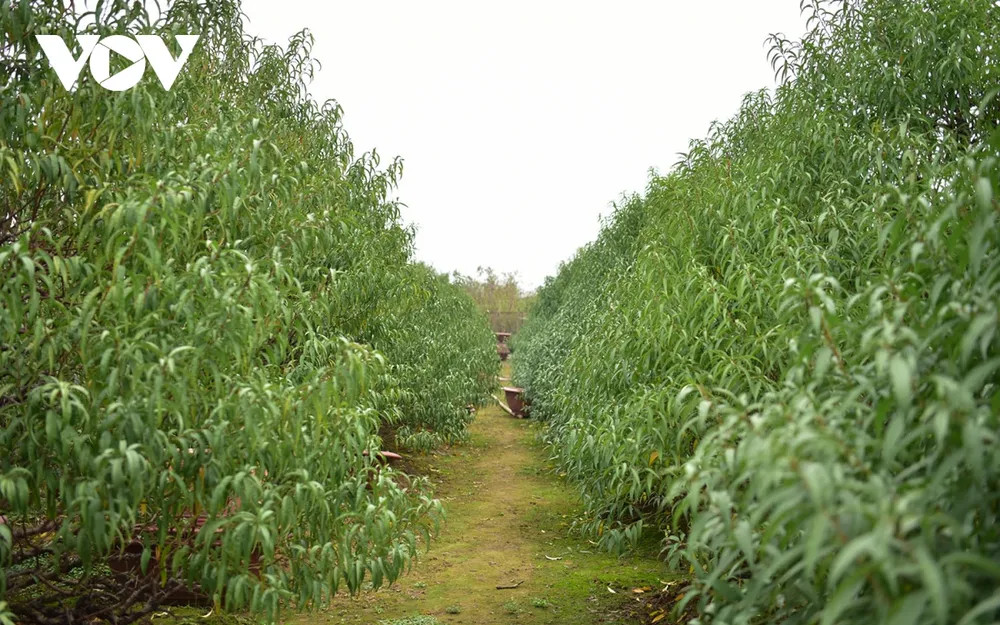 Phường Nhật Tân (Tây Hồ, Hà Nội) là nơi có diện tích trồng đào lên tới gần 60ha với khoảng 700 hộ dân với hơn 1.200 xã viên gắn bó với nghề.