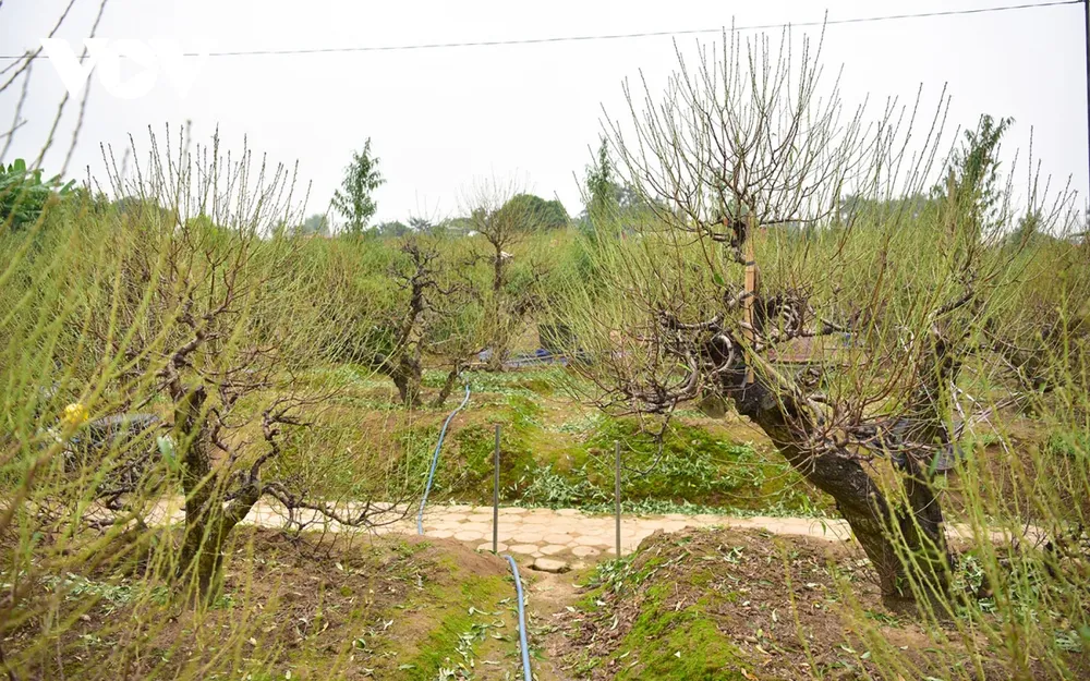 Những gốc đào được tuốt lá sớm để sẵn sàng phục vụ người dân chơi Tết.